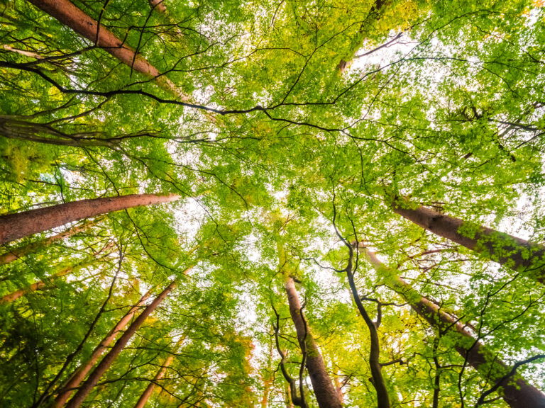 Dia da Terra e a Certificação de Empresa Sustentável